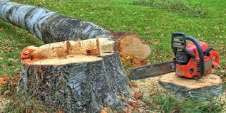  San Felipe Pueblo, NM Tree Removal Pros