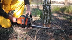 Best Lawn Pest Prevention  in San Felipe Pueblo, NM