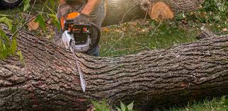 Best Lawn Maintenance Plans  in San Felipe Pueblo, NM