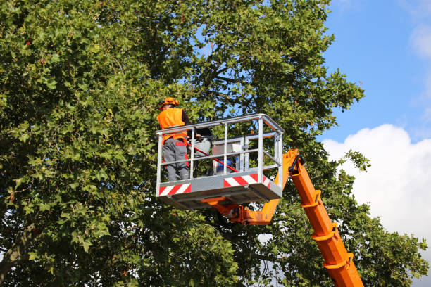Best Arborist Consultation Services  in San Felipe Pueblo, NM