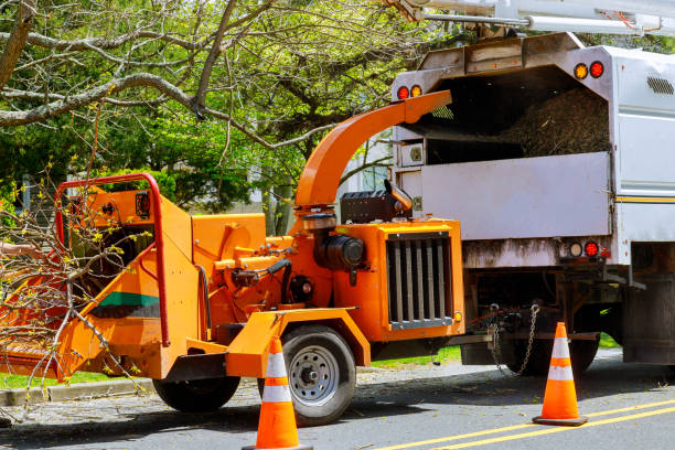 Best Root Management and Removal  in San Felipe Pueblo, NM