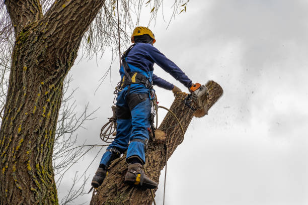 Best Emergency Tree Removal  in San Felipe Pueblo, NM